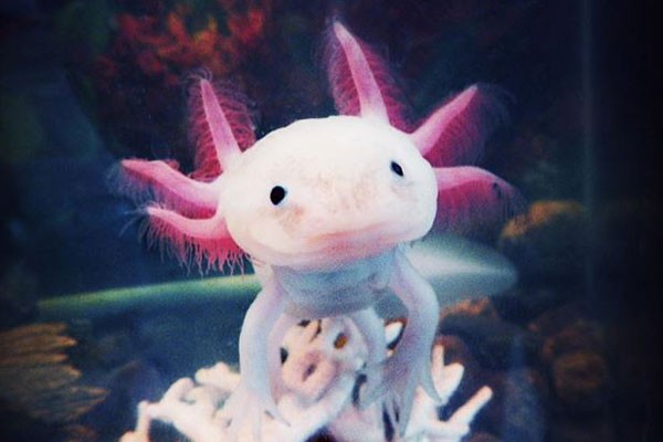 Axolotl