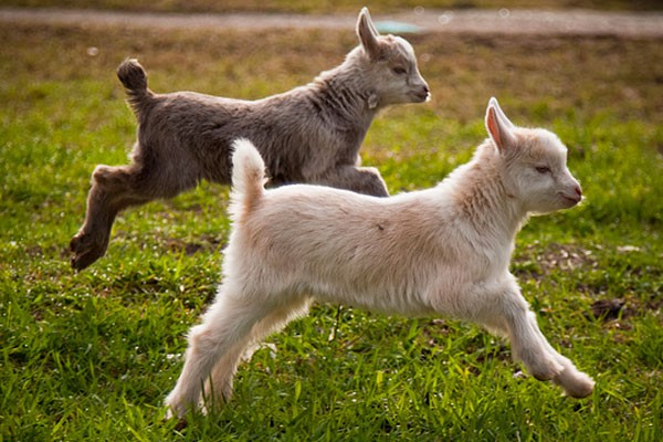 Cabras enanas