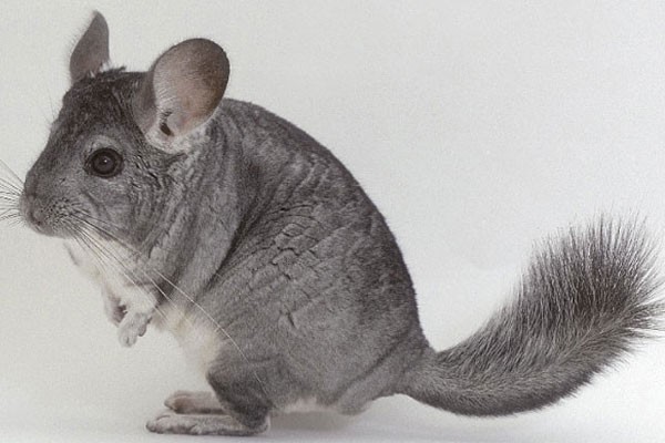 Chinchilla