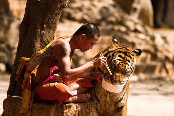 Compartiendo su comida con un tigre