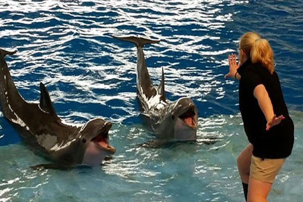 Con delfines