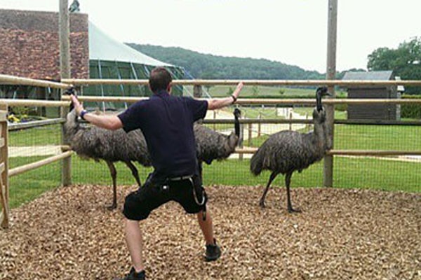 Con estas avestruces