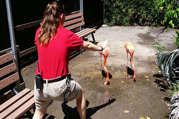 Con estos lindos flamingos