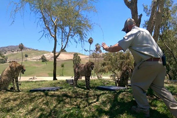 Con tres leopardos