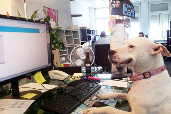 El mejor perro del mes en el trabajo