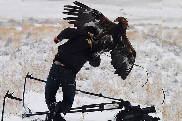 Enfréntandose a un águila por esa toma