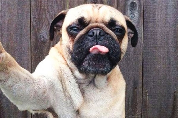 Este Pug sacando la lengua