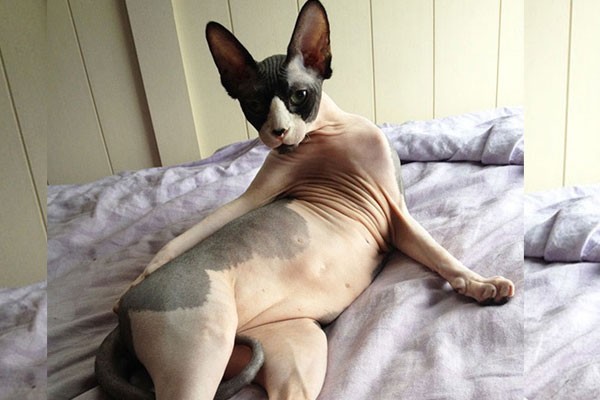 Este gato enseñando su abdomen