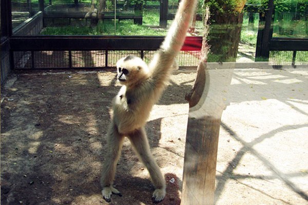 Este mono posando muy atrevido