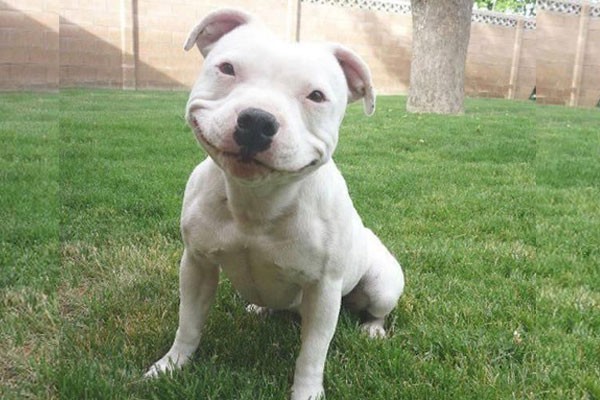 Este sonriente perrito blanco
