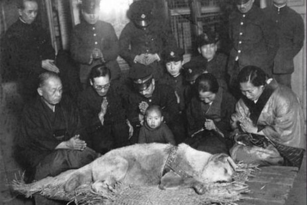 Hachiko antes de ser enterrado