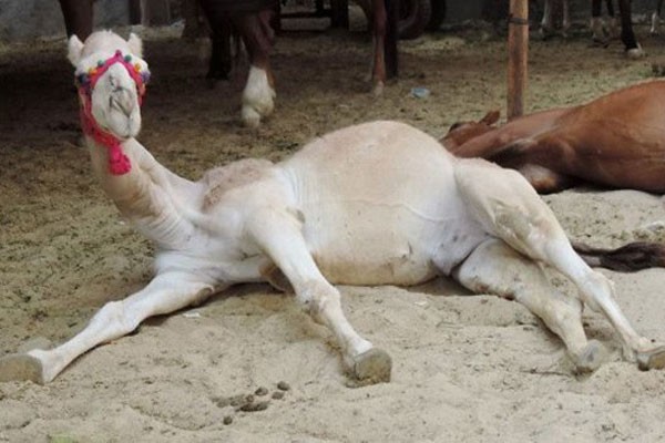 La mejor pose relajada de un camello