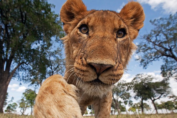 La selfie de una leona
