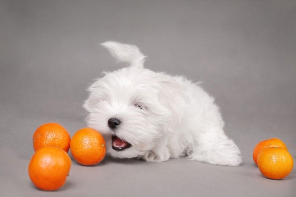 Naranjas