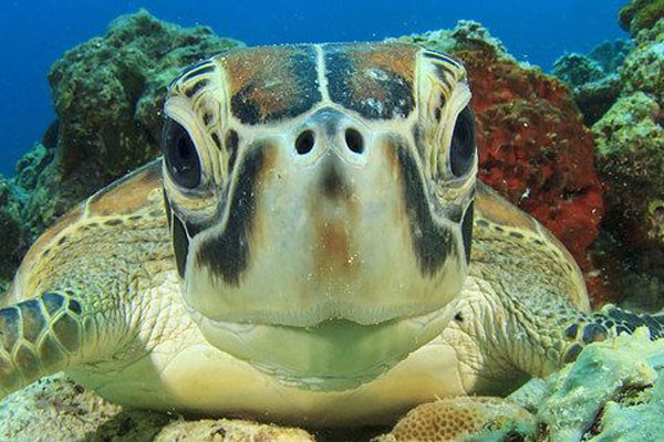 Selfie de esta tortuga acuática