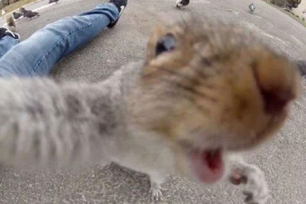 Selfie de una ardilla muy feliz