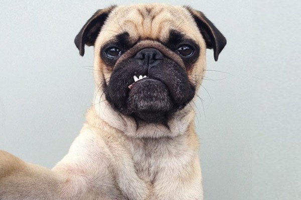 Selfie del Pug enojado