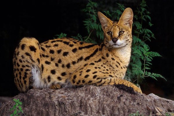 Serval