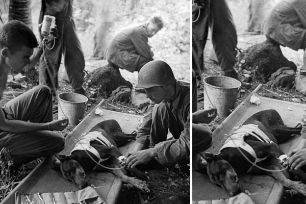 Soldados salvando a un perro en la guerra