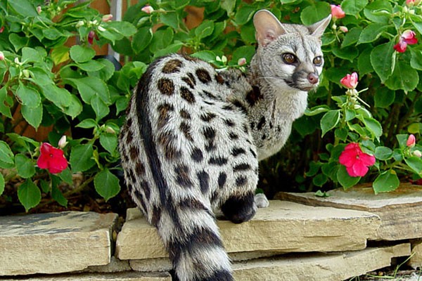 Spotted Genets