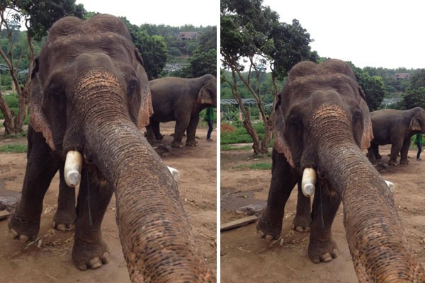 Un elefante tomándose una selfie