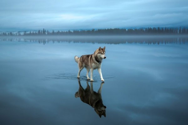 Un husky caminando sobre el agua de este lugar