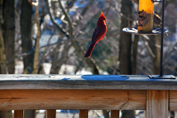 Un pájaro rojo emprendiendo el vuelo hacia la comida