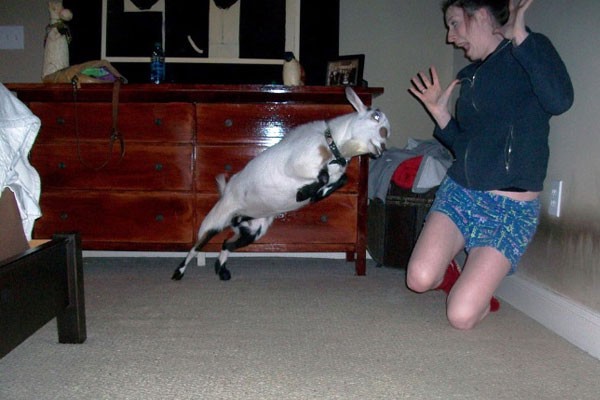 Una chica a punto de ser atacada por una cabra
