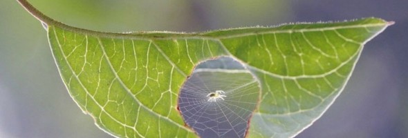 18 fotos que comprueban que la naturaleza es perfecta