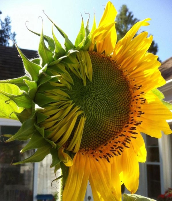 Un girasol abriendo sus pétalos