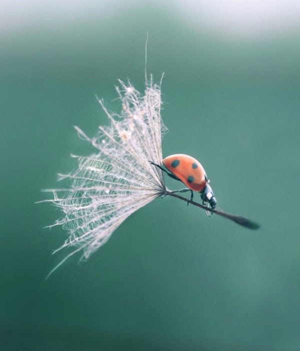 La mariquita Poppins