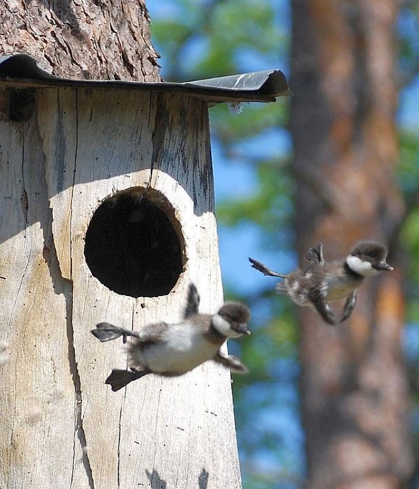 El primer vuelo de estos pichones