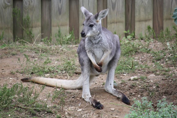 Wallaroo