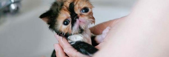 15 fotos adorables de gatos tomando un baño