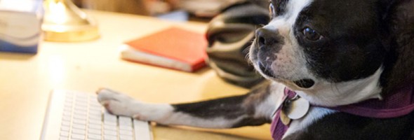 20 adorables fotos de perros en el trabajo