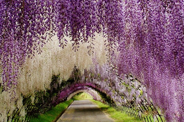 Parque de flores Ashikaga - Japón