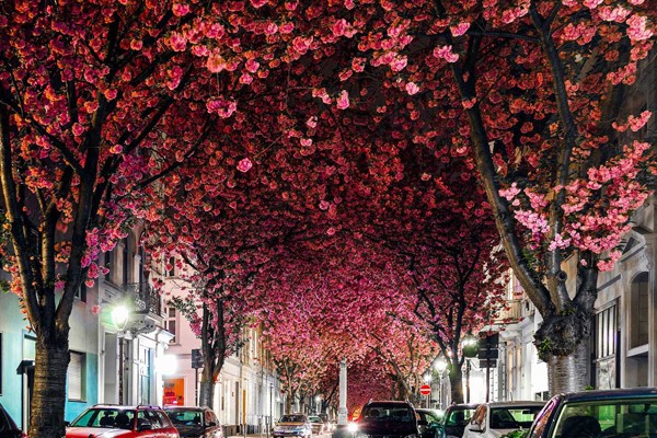 Avenida Cherry Blossom - Alemania