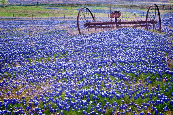 Campo Bluebonnet - Texas