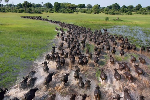 Búfalos africanos