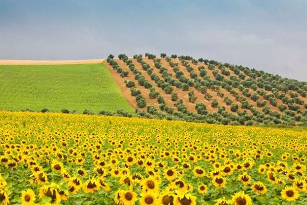 Campo de Flores - Andalucía, España