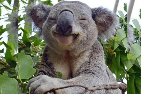 Comer hace feliz a este koala