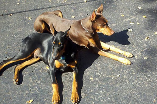 Cooper y Rory aman recibir el sol juntos