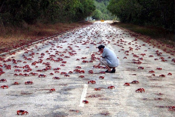 Cangrejos migrantes