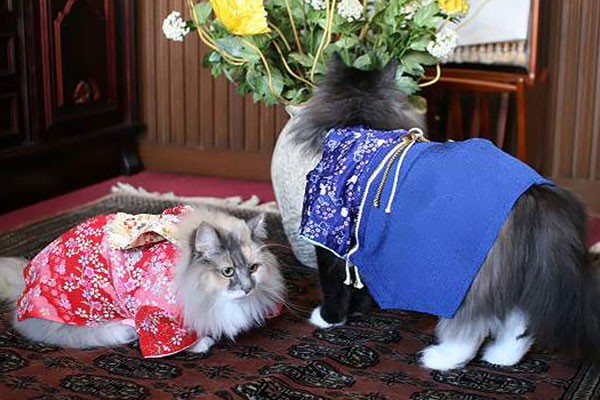 Dos hermosos gatos en kimono
