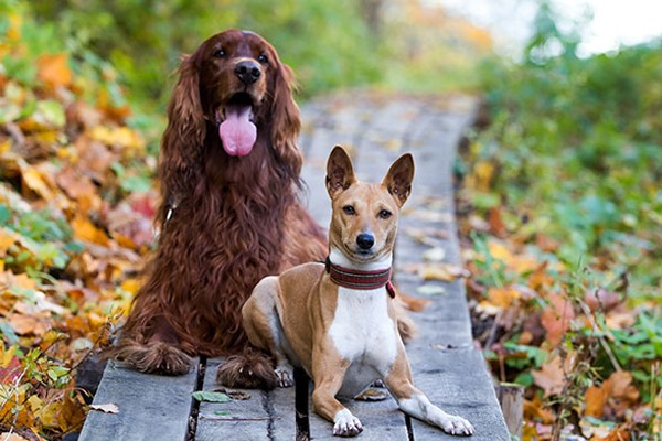 Dos mejores amigos inseparables