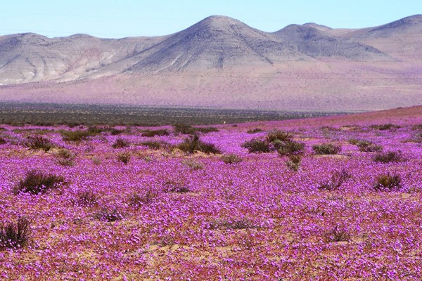 El desierto que florece
