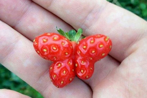 Esta linda mariposa de fresa