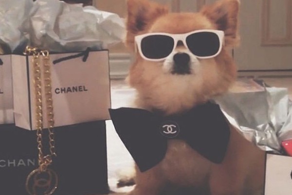 Esta perrita enamorada de Chanel