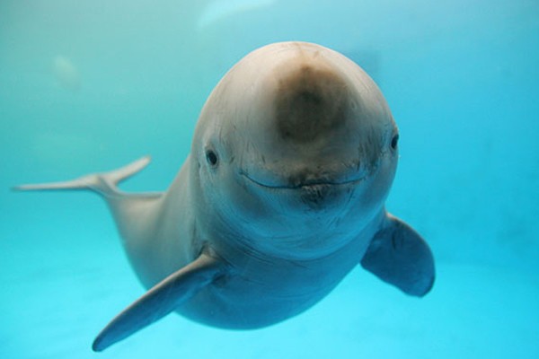 Este adorable delfin sonriente