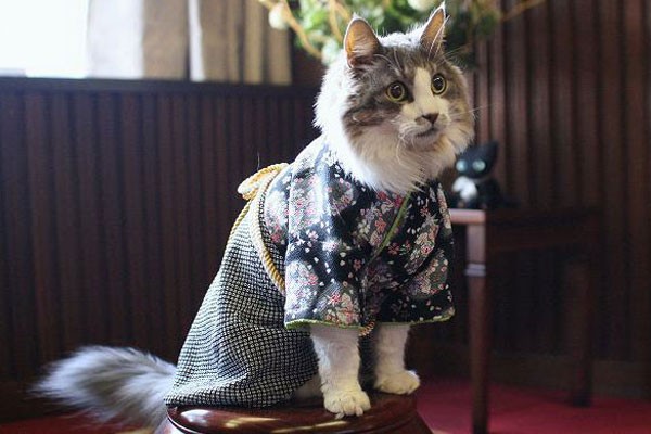 Este gatito adora su kimono